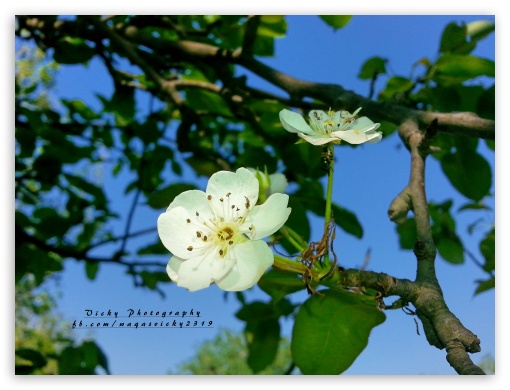 Pear Flower UltraHD Wallpaper for Fullscreen 4:3 ;