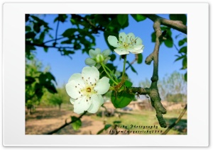 Pear Flower Ultra HD Wallpaper for 4K UHD Widescreen Desktop, Lockscreen, Screensaver, TV, Tablet, Smartphone