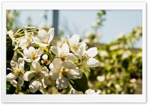 Pear Flowers Ultra HD Wallpaper for 4K UHD Widescreen desktop, tablet & smartphone
