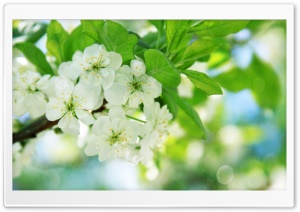 Pear Tree Flowers Ultra HD Wallpaper for 4K UHD Widescreen desktop, tablet & smartphone