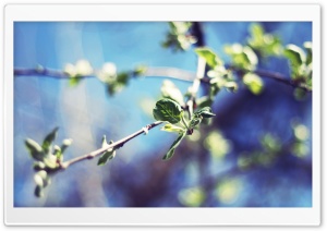 Pear Tree Twigs, Bokeh Ultra HD Wallpaper for 4K UHD Widescreen desktop, tablet & smartphone