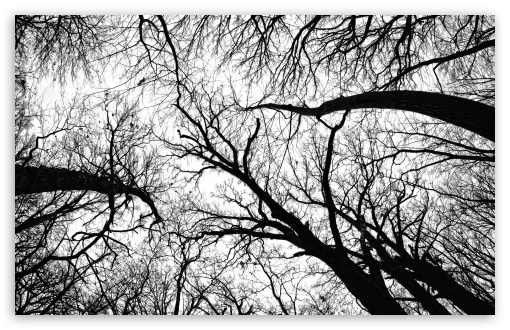 Pecan Grove Black And White UltraHD Wallpaper for Wide 16:10 5:3 Widescreen WHXGA WQXGA WUXGA WXGA WGA ; 8K UHD TV 16:9 Ultra High Definition 2160p 1440p 1080p 900p 720p ; UHD 16:9 2160p 1440p 1080p 900p 720p ; Standard 4:3 5:4 3:2 Fullscreen UXGA XGA SVGA QSXGA SXGA DVGA HVGA HQVGA ( Apple PowerBook G4 iPhone 4 3G 3GS iPod Touch ) ; Tablet 1:1 ; iPad 1/2/Mini ; Mobile 4:3 5:3 3:2 16:9 5:4 - UXGA XGA SVGA WGA DVGA HVGA HQVGA ( Apple PowerBook G4 iPhone 4 3G 3GS iPod Touch ) 2160p 1440p 1080p 900p 720p QSXGA SXGA ; Dual 16:10 5:3 16:9 4:3 5:4 WHXGA WQXGA WUXGA WXGA WGA 2160p 1440p 1080p 900p 720p UXGA XGA SVGA QSXGA SXGA ;