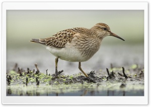 Pectoral Sandpiper Foraging Annapolis Valley Nova Scotia Canada Ultra HD Wallpaper for 4K UHD Widescreen Desktop, Lockscreen, Screensaver, TV, Tablet, Smartphone