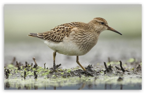 Pectoral Sandpiper Foraging Annapolis Valley Nova Scotia Canada UltraHD Wallpaper for HD 16:9 ; Widescreen 16:10 5:3 ; Fullscreen 4:3 5:4 3:2 ;