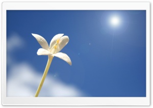 Peep Flower Ultra HD Wallpaper for 4K UHD Widescreen desktop, tablet & smartphone
