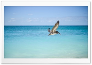 Pelican Ultra HD Wallpaper for 4K UHD Widescreen desktop, tablet & smartphone