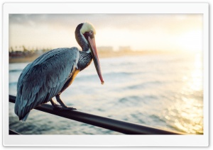 Pelican Bird, Ocean Ultra HD Wallpaper for 4K UHD Widescreen desktop, tablet & smartphone