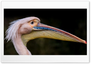 Pelican Long Beak Bird Ultra HD Wallpaper for 4K UHD Widescreen desktop, tablet & smartphone