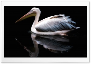 Pelican Water Bird Ultra HD Wallpaper for 4K UHD Widescreen desktop, tablet & smartphone