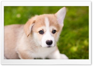 Pembroke Welsh Corgi Puppy One Ear Down Ultra HD Wallpaper for 4K UHD Widescreen desktop, tablet & smartphone