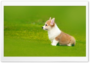 Pembroke Welsh Corgi Puppy Playful Ultra HD Wallpaper for 4K UHD Widescreen desktop, tablet & smartphone