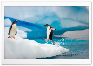 Penguin Jumping Ultra HD Wallpaper for 4K UHD Widescreen desktop, tablet & smartphone