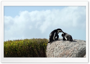 Penguins Ultra HD Wallpaper for 4K UHD Widescreen desktop, tablet & smartphone