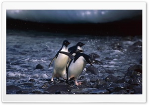 Penguins Ultra HD Wallpaper for 4K UHD Widescreen desktop, tablet & smartphone