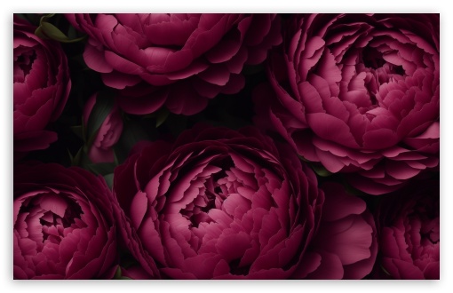 Peonies UltraHD Wallpaper for HD 16:9 ; UltraWide 21:9 ; Widescreen 16:10 5:3 ; Fullscreen 4:3 5:4 3:2 ; Tablet 1:1 ;