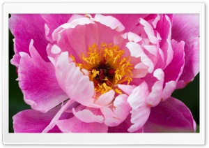 Peony Ultra HD Wallpaper for 4K UHD Widescreen desktop, tablet & smartphone