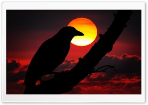 Perched Raven Silhouette, Red Sunset Ultra HD Wallpaper for 4K UHD Widescreen desktop, tablet & smartphone