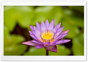Perfect Flower Ultra HD Wallpaper for 4K UHD Widescreen desktop, tablet & smartphone