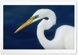 Perfect Form Egret Ultra HD Wallpaper for 4K UHD Widescreen desktop, tablet & smartphone