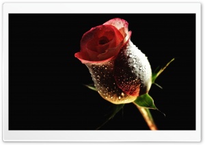 Perfect Red Rose Ultra HD Wallpaper for 4K UHD Widescreen desktop, tablet & smartphone