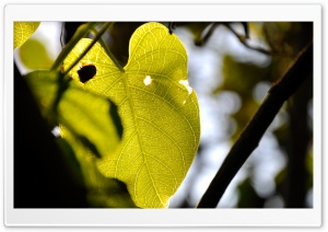 Perforated Leaf Ultra HD Wallpaper for 4K UHD Widescreen desktop, tablet & smartphone