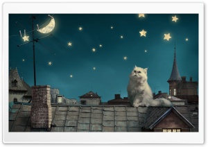 Persan Cat Looking at the Moon and Stars Ultra HD Wallpaper for 4K UHD Widescreen Desktop, Lockscreen, Screensaver, TV, Tablet, Smartphone