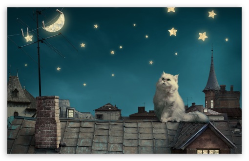 Persan Cat Looking at the Moon and Stars UltraHD Wallpaper for UHD 16:9 ; HD 16:9 ; UltraWide 21:9 24:10 ; Widescreen 16:10 5:3 ; Fullscreen 4:3 5:4 3:2 ; Tablet 1:1 ; Mobile 9:16 9:19.5 9:20 9:21 9:22 10:16 2:3 3:5 3:4 ;