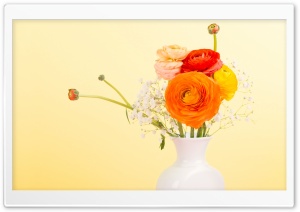 Persian Buttercup - Ranunculus Asiaticus Ultra HD Wallpaper for 4K UHD Widescreen desktop, tablet & smartphone