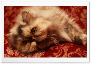 Persian Cat Ultra HD Wallpaper for 4K UHD Widescreen desktop, tablet & smartphone