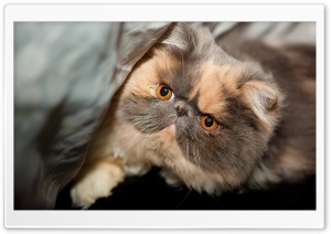 Persian Cat Face Ultra HD Wallpaper for 4K UHD Widescreen desktop, tablet & smartphone
