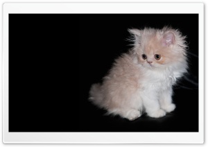 Persian Kitten Ultra HD Wallpaper for 4K UHD Widescreen desktop, tablet & smartphone