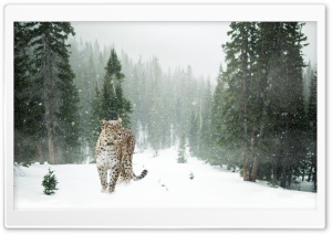Persian Leopard, Winter Ultra HD Wallpaper for 4K UHD Widescreen desktop, tablet & smartphone