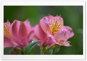 Peruvian Lily Flower Ultra HD Wallpaper for 4K UHD Widescreen desktop, tablet & smartphone
