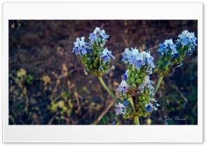 Pet Flowers Ultra HD Wallpaper for 4K UHD Widescreen desktop, tablet & smartphone