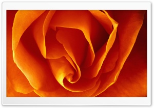 Petals Ultra HD Wallpaper for 4K UHD Widescreen desktop, tablet & smartphone