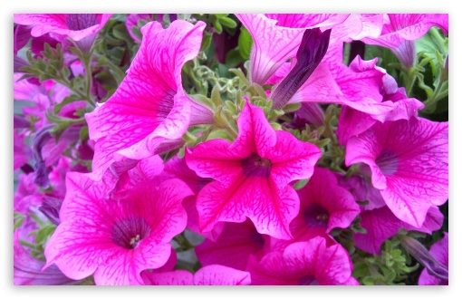 Petunia UltraHD Wallpaper for Wide 16:10 Widescreen WHXGA WQXGA WUXGA WXGA ; 8K UHD TV 16:9 Ultra High Definition 2160p 1440p 1080p 900p 720p ; Standard 4:3 Fullscreen UXGA XGA SVGA ; iPad 1/2/Mini ; Mobile 4:3 - UXGA XGA SVGA ;