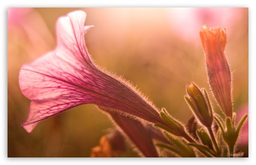 Petunia UltraHD Wallpaper for UHD 16:9 2160p 1440p 1080p 900p 720p ; 8K UHD TV 16:9 Ultra High Definition 2160p 1440p 1080p 900p 720p ; Widescreen 16:10 5:3 WHXGA WQXGA WUXGA WXGA WGA ; Fullscreen 4:3 5:4 3:2 UXGA XGA SVGA QSXGA SXGA DVGA HVGA HQVGA ( Apple PowerBook G4 iPhone 4 3G 3GS iPod Touch ) ;