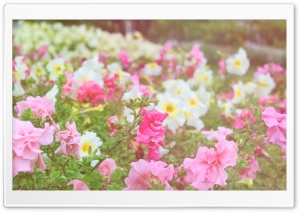Petunias Field Ultra HD Wallpaper for 4K UHD Widescreen desktop, tablet & smartphone