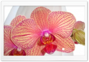 Phalaenopsis Orchid Ultra HD Wallpaper for 4K UHD Widescreen desktop, tablet & smartphone