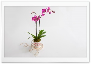 Phalaenopsis Orchid Gift Ultra HD Wallpaper for 4K UHD Widescreen desktop, tablet & smartphone