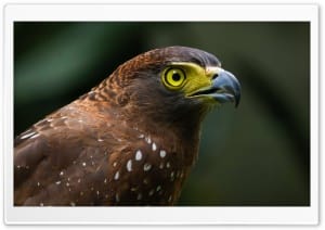 Philippine Serpent Eagle Unique Endemic Raptor 4K UHD Wallpaper for Widescreen and UltraWide Desktop, UltraHD TV, Smartphone, Tablet