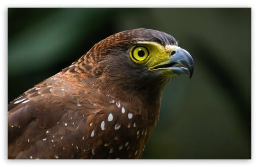 Philippine Serpent Eagle Unique Endemic Raptor UltraHD Wallpaper for UHD 16:9 ; HD 16:9 ; UltraWide 21:9 24:10 32:9 32:10 ; Widescreen 16:10 ; Fullscreen 3:2 ; Tablet 1:1 ; Dual 16:10 16:9 ;