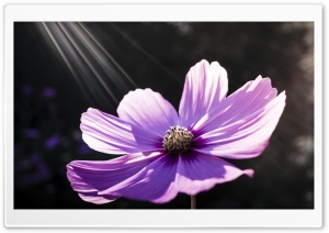 Photosynthesis Ultra HD Wallpaper for 4K UHD Widescreen desktop, tablet & smartphone