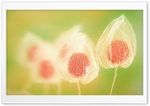 Physalis Fruits Ultra HD Wallpaper for 4K UHD Widescreen desktop, tablet & smartphone