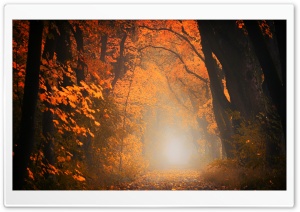 Picturesque Scenes, Tree Tunnel, Fall Ultra HD Wallpaper for 4K UHD Widescreen desktop, tablet & smartphone
