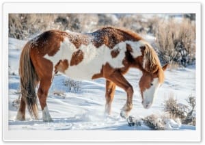 Piebald Horse in Snow Winter Scene 4K UHD Wallpaper for Widescreen and UltraWide Desktop, UltraHD TV, Smartphone, Tablet