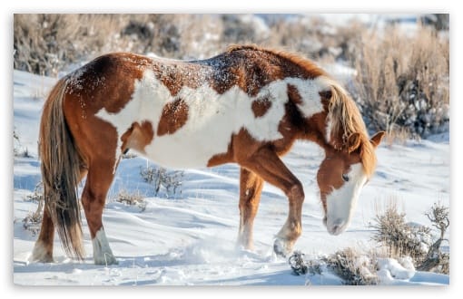 Piebald Horse in Snow Winter Scene UltraHD Wallpaper for UHD 16:9 ; HD 16:9 ; UltraWide 21:9 24:10 ; Widescreen 16:10 ; Tablet 1:1 ; Mobile 9:16 9:19.5 9:20 ;