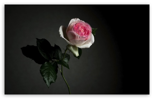 Pierre de Ronsard Rose in Full Bloom, Dark UltraHD Wallpaper for UHD 16:9 ; HD 16:9 ; UltraWide 21:9 24:10 32:9 32:10 ; Widescreen 16:10 5:3 ; Fullscreen 4:3 5:4 3:2 ; Tablet 1:1 ; Mobile 9:16 9:19.5 9:20 9:21 9:22 10:16 2:3 3:5 3:4 ; Dual 16:10 5:3 16:9 4:3 5:4 3:2 ;