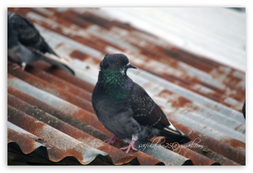 pigeon UltraHD Wallpaper for Fullscreen 3:2 DVGA HVGA HQVGA ( Apple PowerBook G4 iPhone 4 3G 3GS iPod Touch ) ;