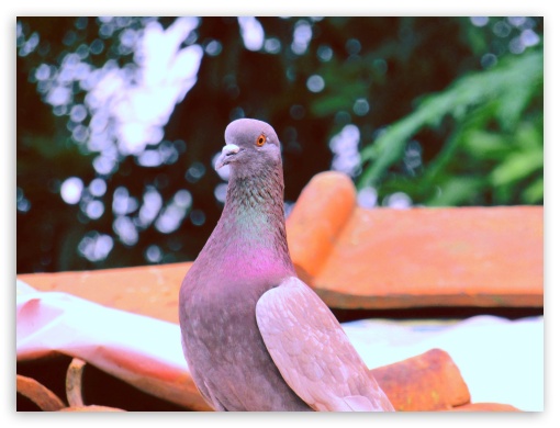 Pigeon UltraHD Wallpaper for Fullscreen 4:3 ;